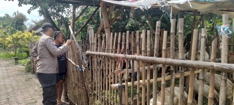 Polresta Sidoarjo | Tingkatkan Kualitas Hewan Ternak, Peran Aktif Bhabinkamtibmas Dioptimalkan